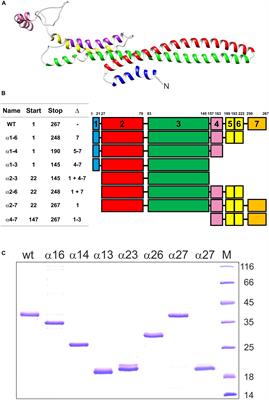 The Fusion Activity of IM30 Rings Involves Controlled Unmasking of the Fusogenic Core